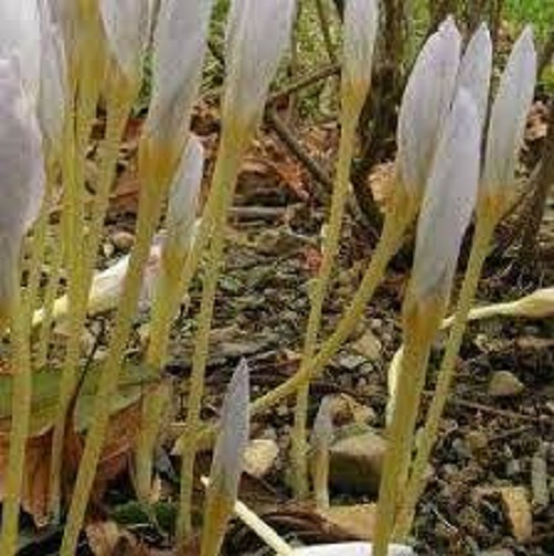 Autumn Crocus, Fall Crocus Zephyr