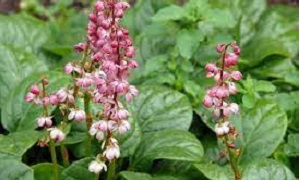Pyrola Species, Pink Wintergreen