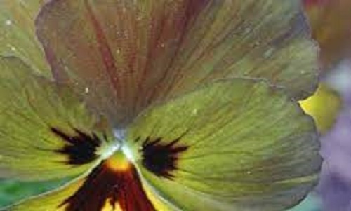 Viola, Garden Pansy, Pansy Irish Molly