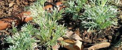 Glacier Wormwood