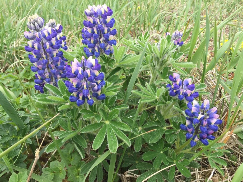 Lupinus Species, Nootka Lupine