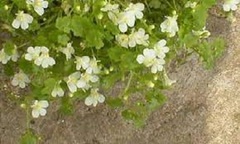 Cymbalaria, Climbing Sailor, Colisseum Ivy, Devil's Ribbon, Ivy-Leaved Toadflax, Kenilworth Ivy 'Nana Alba'