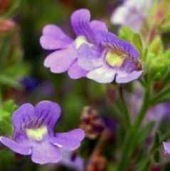 Linaria, Dwarf Snapdragon, Fairy Snapdragon, Malling Toadflax 'Summer Skies'