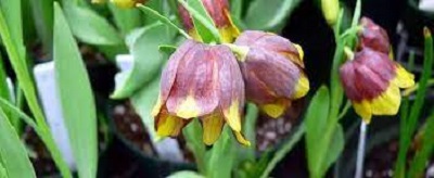 Fritillaria Species, Fritillary