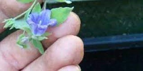 Campanula Species, Kashmir Bellflower