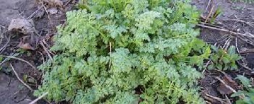 Tanacetum Species, Silver Tansy