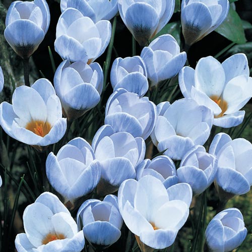 Species Crocus, Blue Crocus
