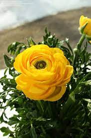 Ranunculus, Persian Buttercup, Turban Buttercup, Persian Crowfoot Magic Yellow