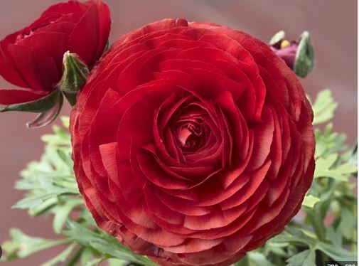 Ranunculus, Persian Buttercup, Turban Buttercup, Persian Crowfoot Magic Red