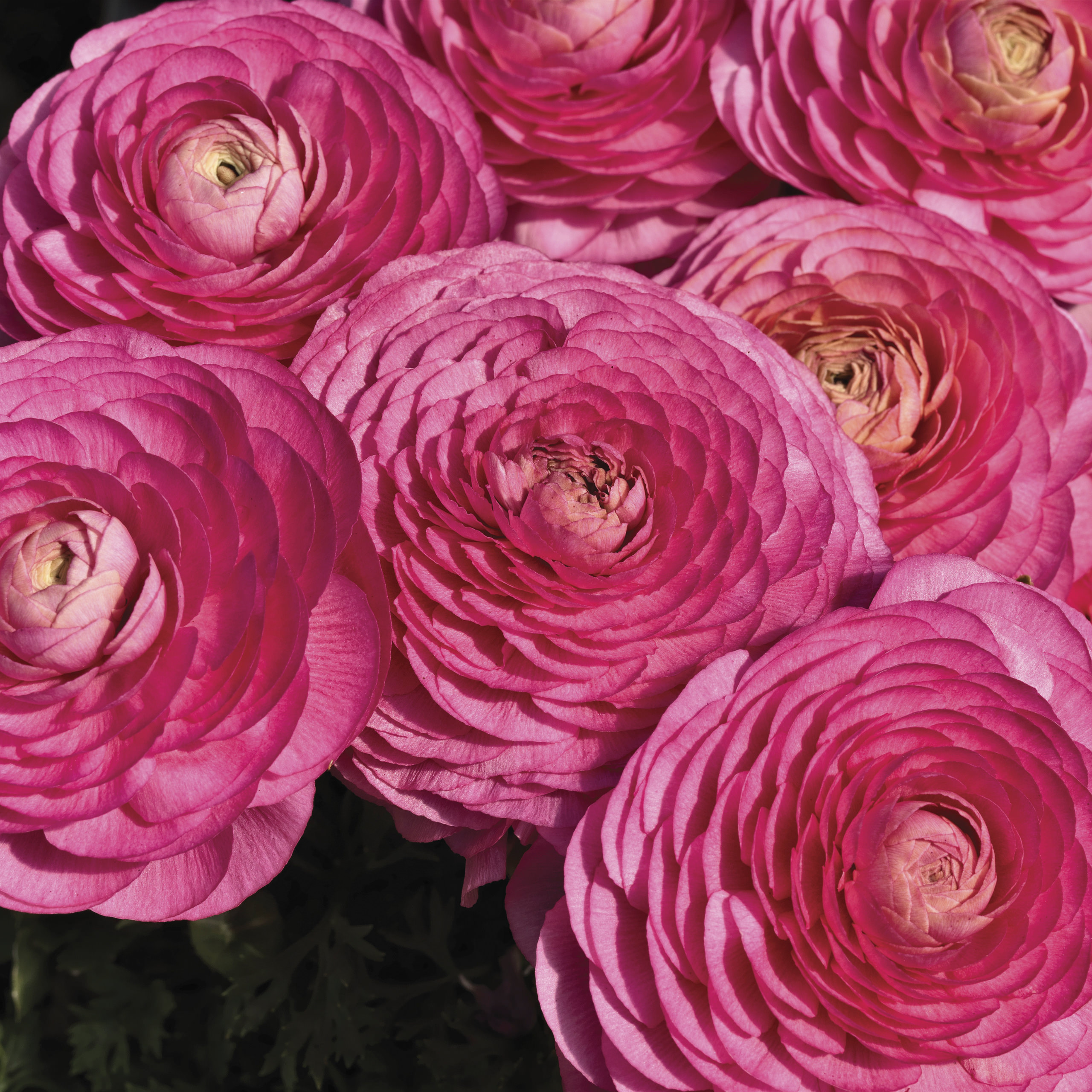 Ranunculus, Persian Buttercup, Turban Buttercup, Persian Crowfoot Magic Rose