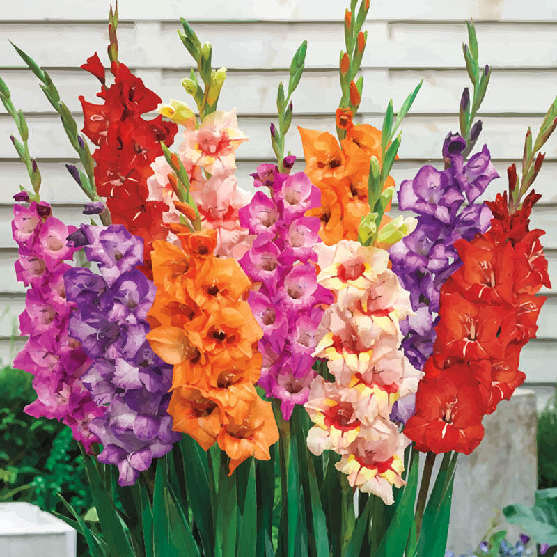Gladiolus, Gladiola Glamini Like