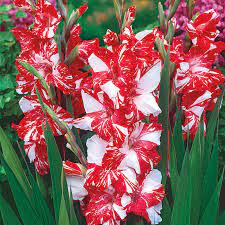 Gladiolus Zizane