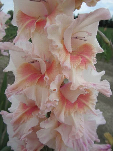 Gladiolus Batole