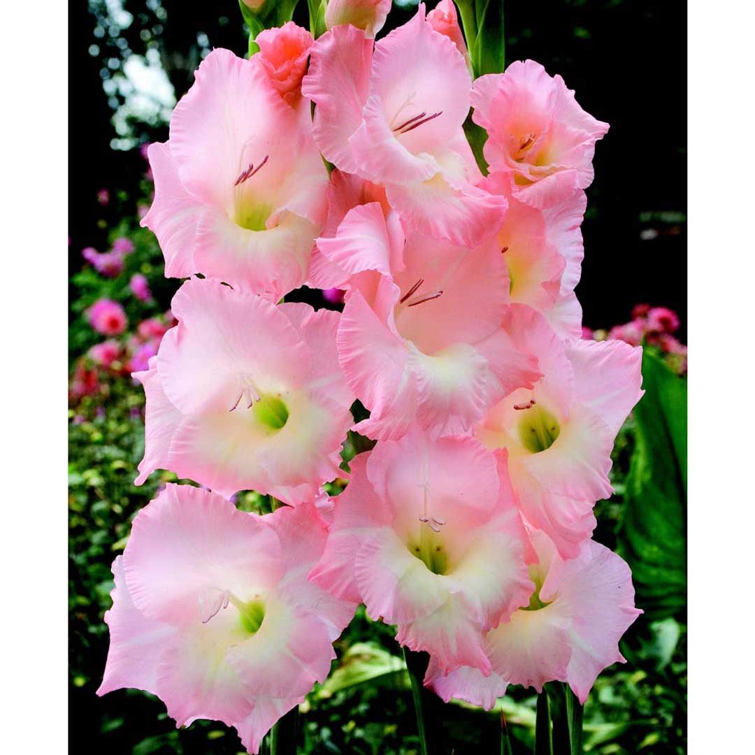 Gladiolus Jeannie Rose