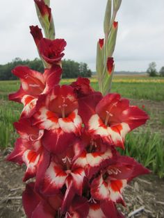Gladiolus Smokestack