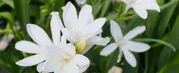 Babiana, Baboon Flower Splish Splash