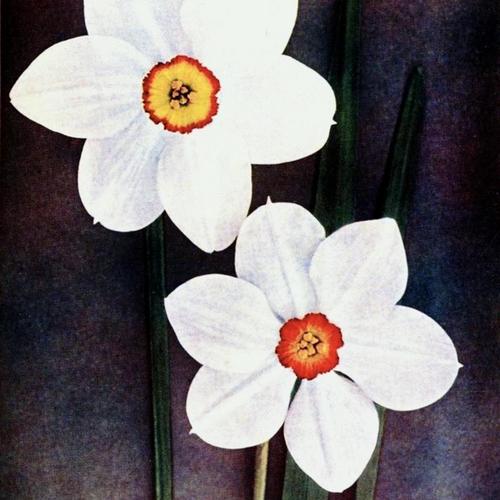 Poets Narcissus, Poeticus Daffodil Horace