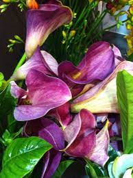 Purple Peace Lily