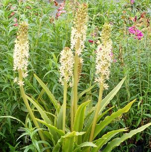 Eucomis, Pineapple Lily, Pineapple Flower Glow Sticks