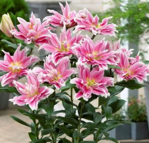 Double Flowered Oriental Lily Natalia