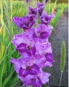Gladiolus Bradley W.