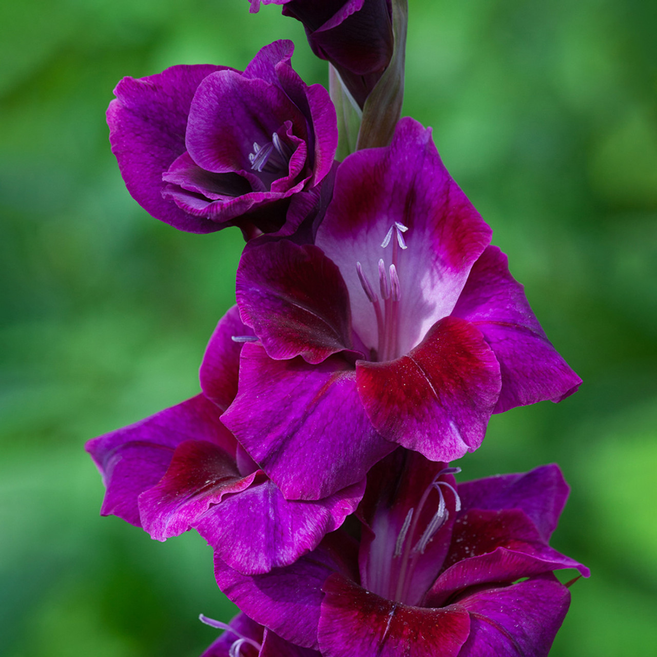 Gladiolus, Gladiola Velvet Eyes