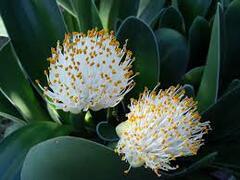 Haemanthus Species, Paintbrush, Powderpuff