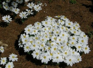 Bloodroot Snow Cone