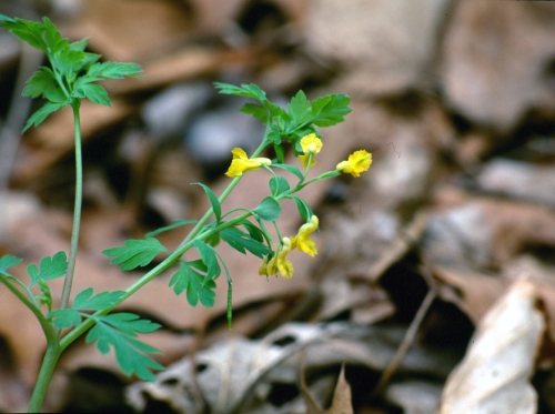 Corydalis Species, Fumewort