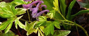 Corydalis, Variegated Fumewort Crownhill Sunshine