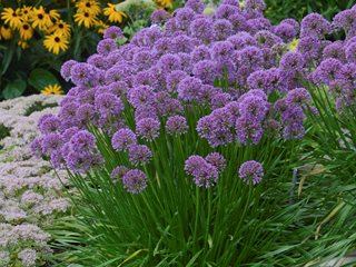 Allium, Garden Onion, Edible Onion Golden Star