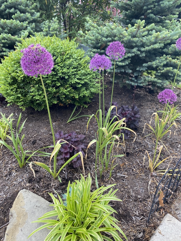 Allium, Garden Onion, Edible Onion Maximus
