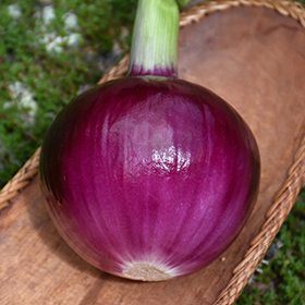 Allium, Garden Onion, Edible Onion, Red Onion Red Carpet