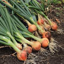 Allium, Garden Onion, Edible Onion SV6646NW