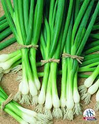 Allium, Bunching Onion Warrior
