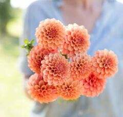 Miniature, Formal Decorative Dahlia 'Rose Toscano'