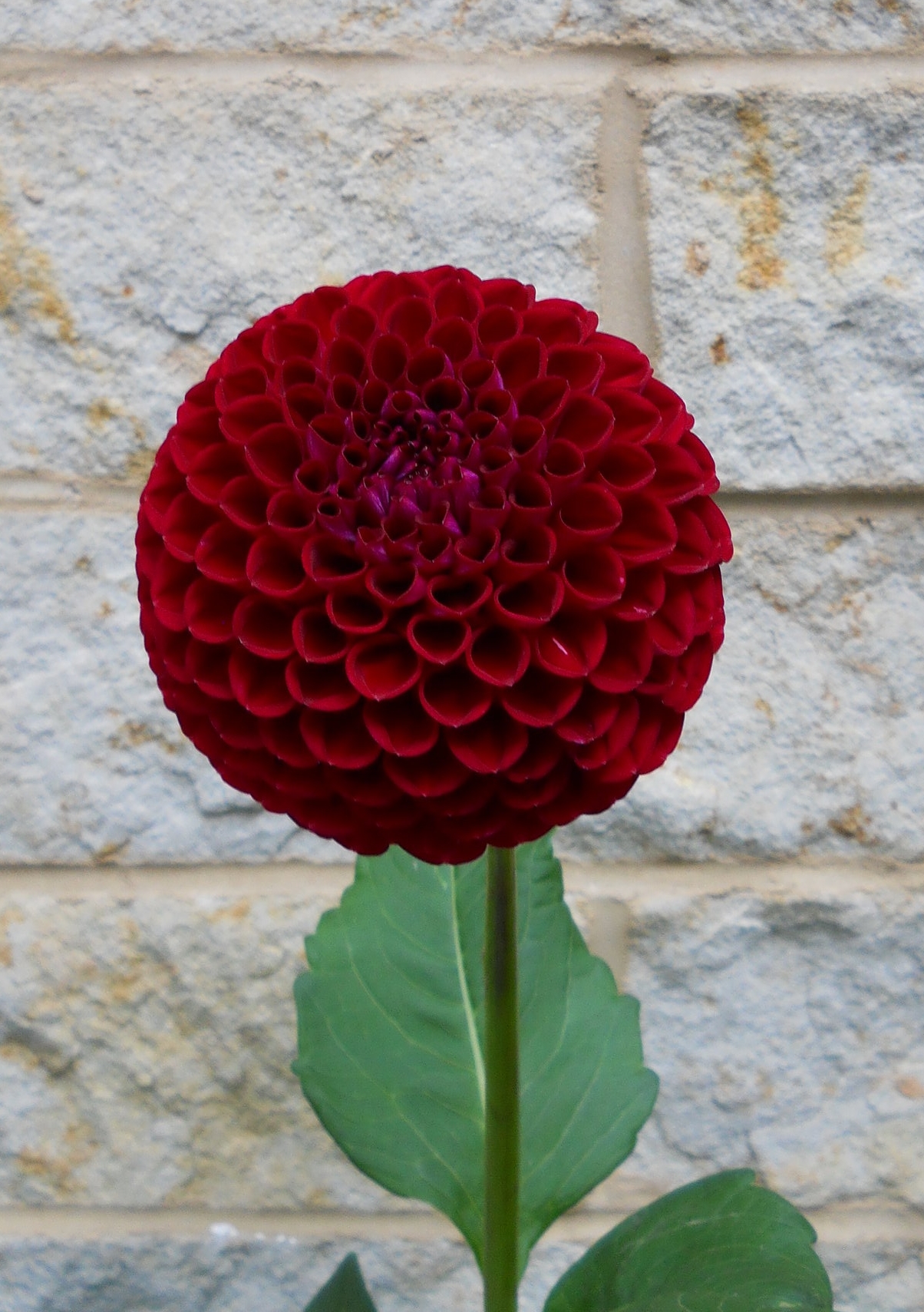 Ball Dahlia Kens Choice