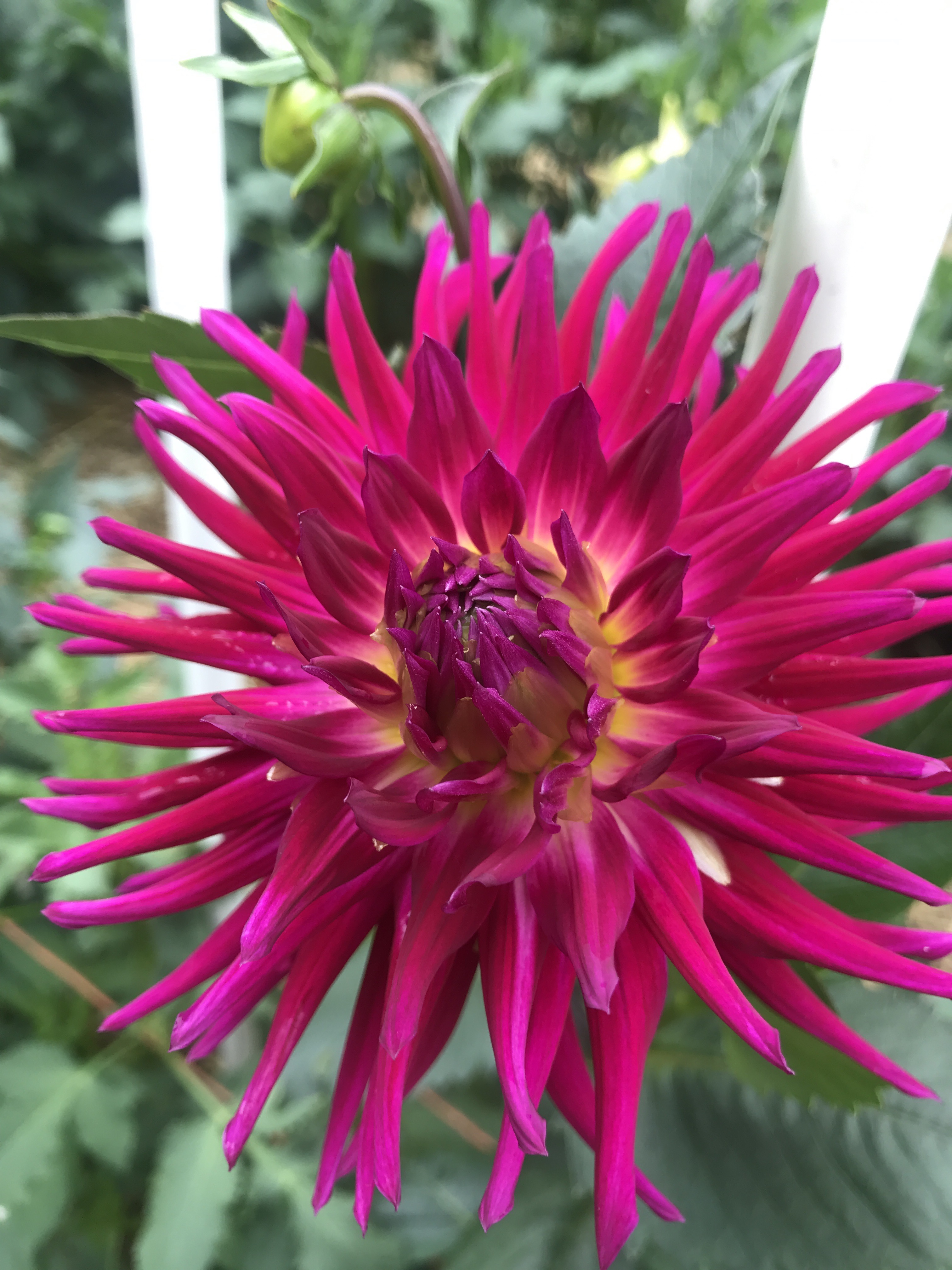 Cactus Dahlia Camano Concord