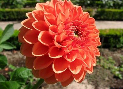 Miniature Pompon Dahlia Bantling