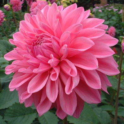 Formal Decorative Dahlia Bargaly Blush