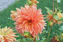 Informal Decorative Dahlia, Dinner Plate Dahlia 'Bill Holmberg'