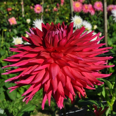 Semi-Cactus Dahlia, Dinner Plate Dahlia Debra Ann Craven 