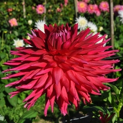 Semi-Cactus Dahlia, Dinner Plate Dahlia 'Debra Ann Craven '