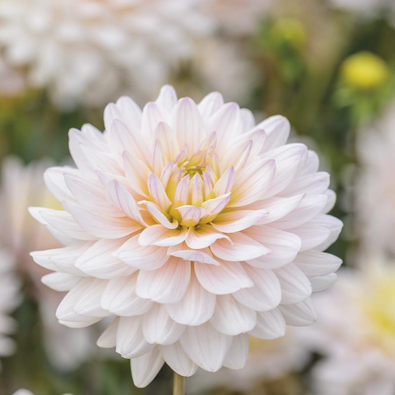 Decorative Dahlia Dianas Memory