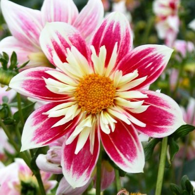 Heirloom Dahlia, Miniature Collerette Dahlia Fashion Monger