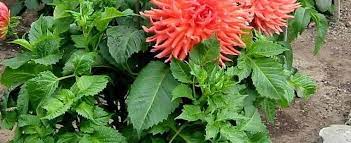 Incurving Cactus Dahlia, Dinner Plate Dahlia Hy Mom
