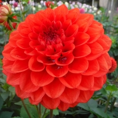Miniature, Formal Decorative Dahlia 'Karenglen'