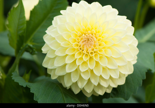 Formal Decorative Dahlia Lady Linda