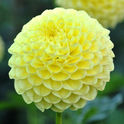 Miniature Ball Dahlia Laura Marie