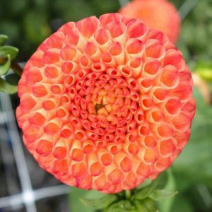 Miniature Pompon Dahlia Lupin Britain